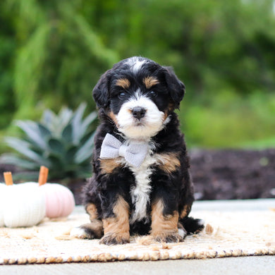 Olaf - Available 10/22