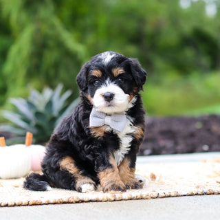 Olaf - Available 10/22