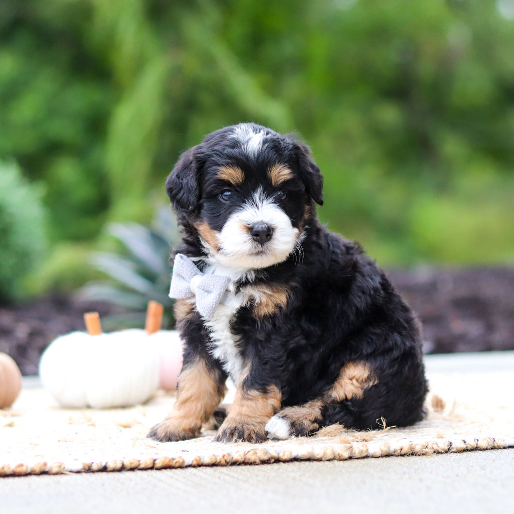 Olaf - Available 10/22