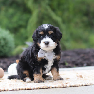 Olaf - Available 10/22