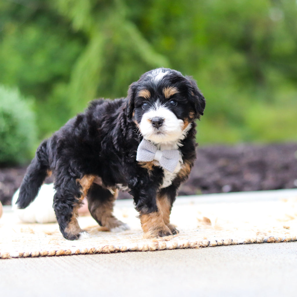 Olaf - Available 10/22