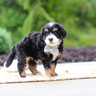 Olaf - Available 10/22
