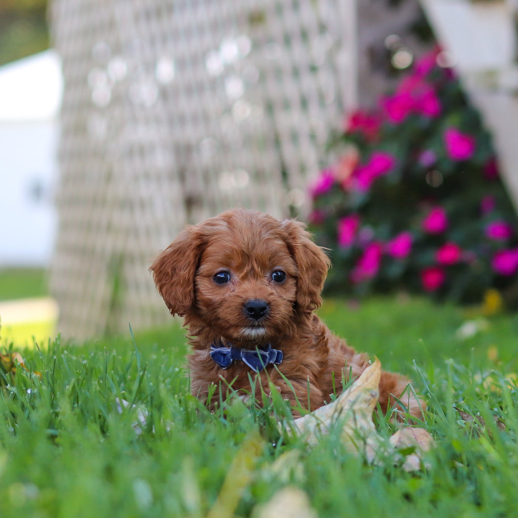 Mack - Available 10/29
