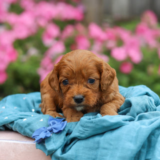 Mack - Available 10/29