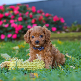 Mack - Available 10/29