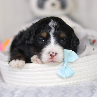 Danny - Available 4/2