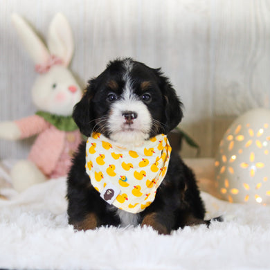 Danny - Available Now