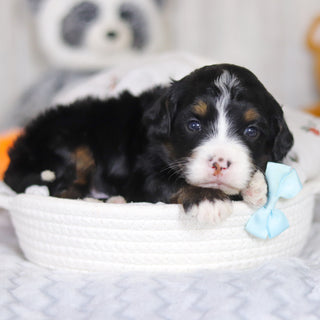 Danny - Available 4/2