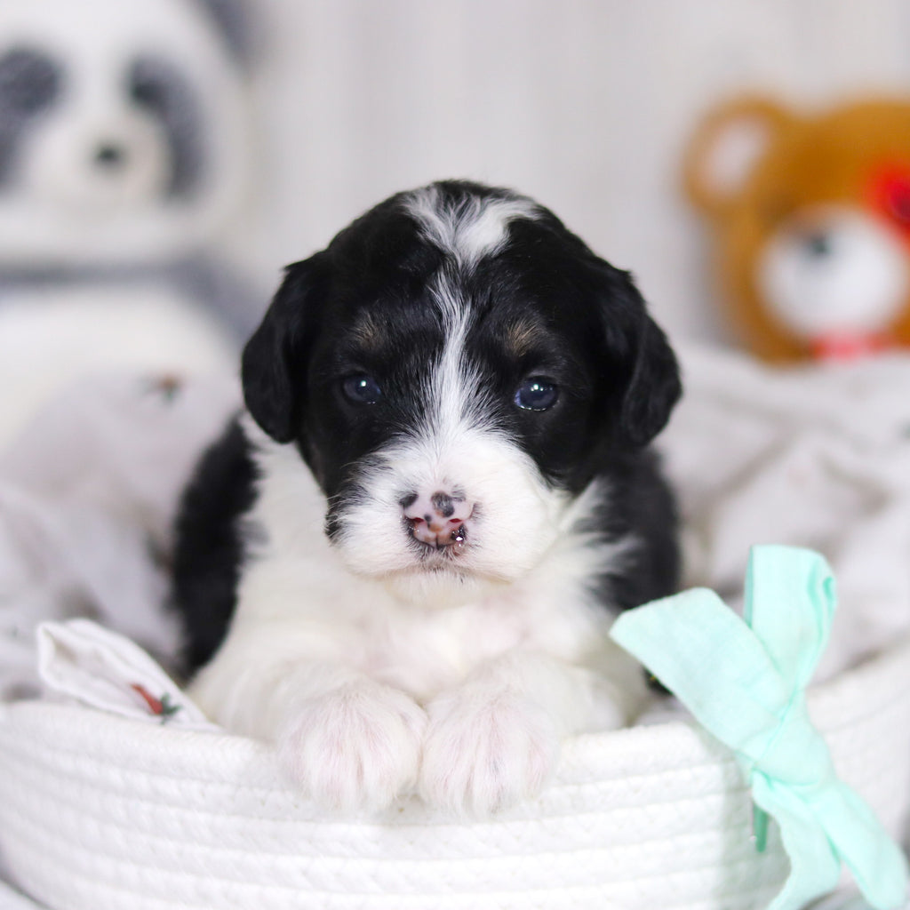 Dean - Available 4/2