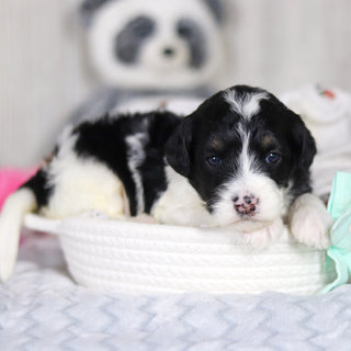 Dean - Available 4/2