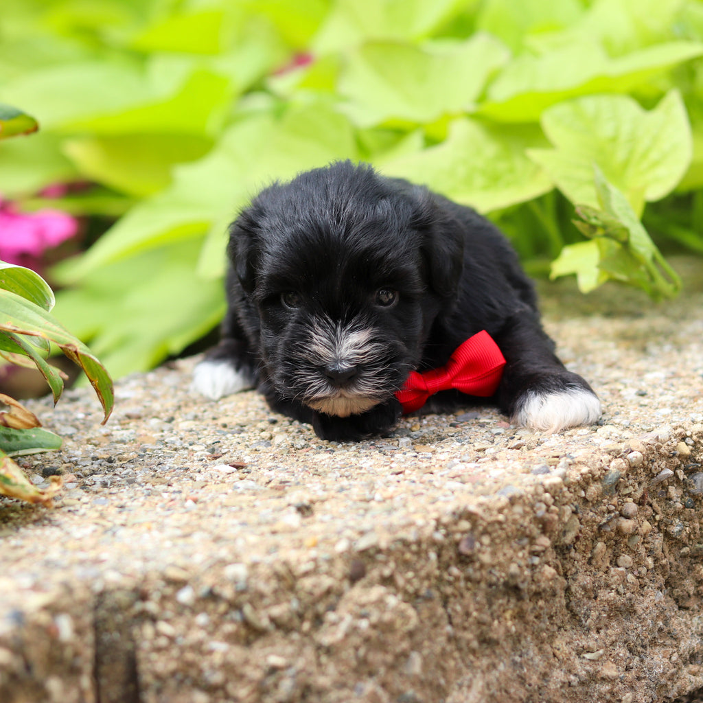 Mickie - Available 8/20