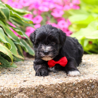 Mickie - Available 8/20