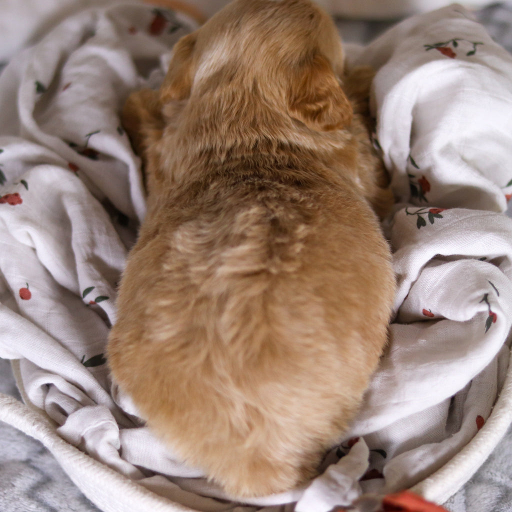 Legend - Available 4/2