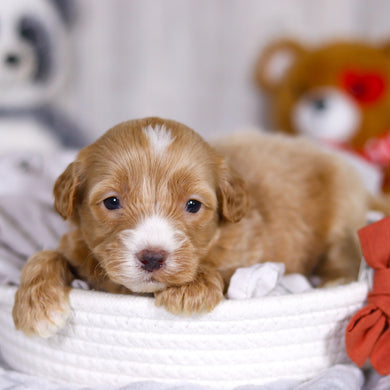 Legend - Available 4/2