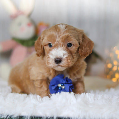 Legend - Available 4/2