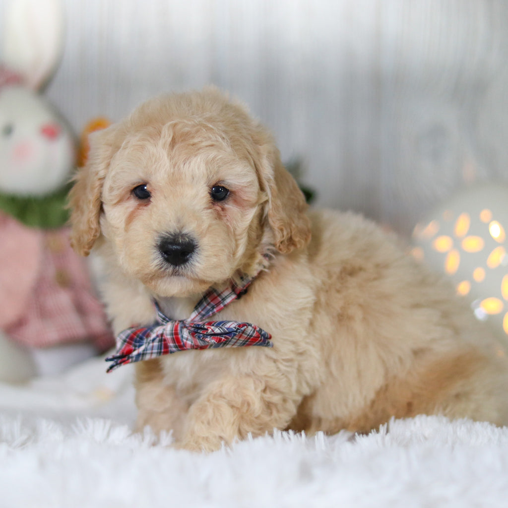 Leonardo - Available Now