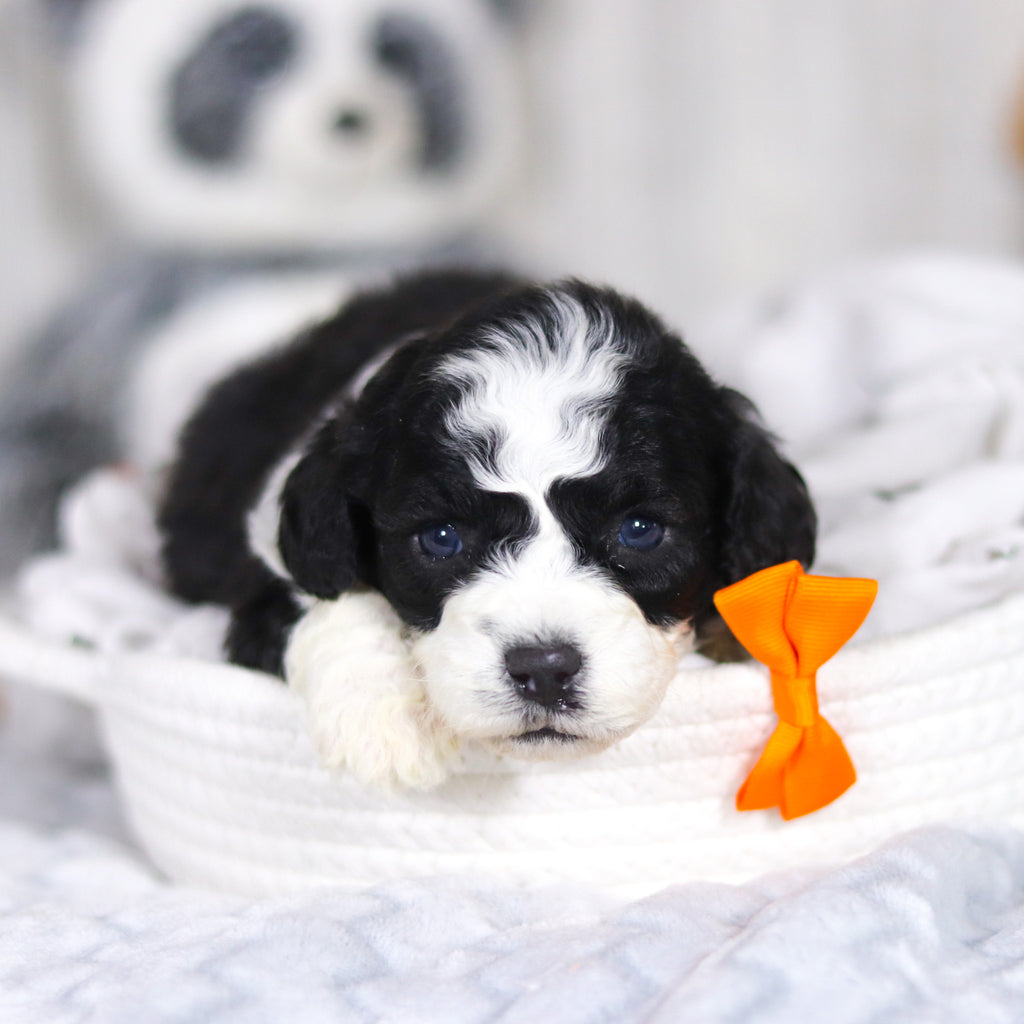 Lincoln - Available 4/2