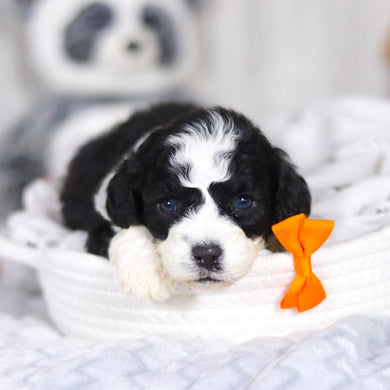 Lincoln - Available 4/2