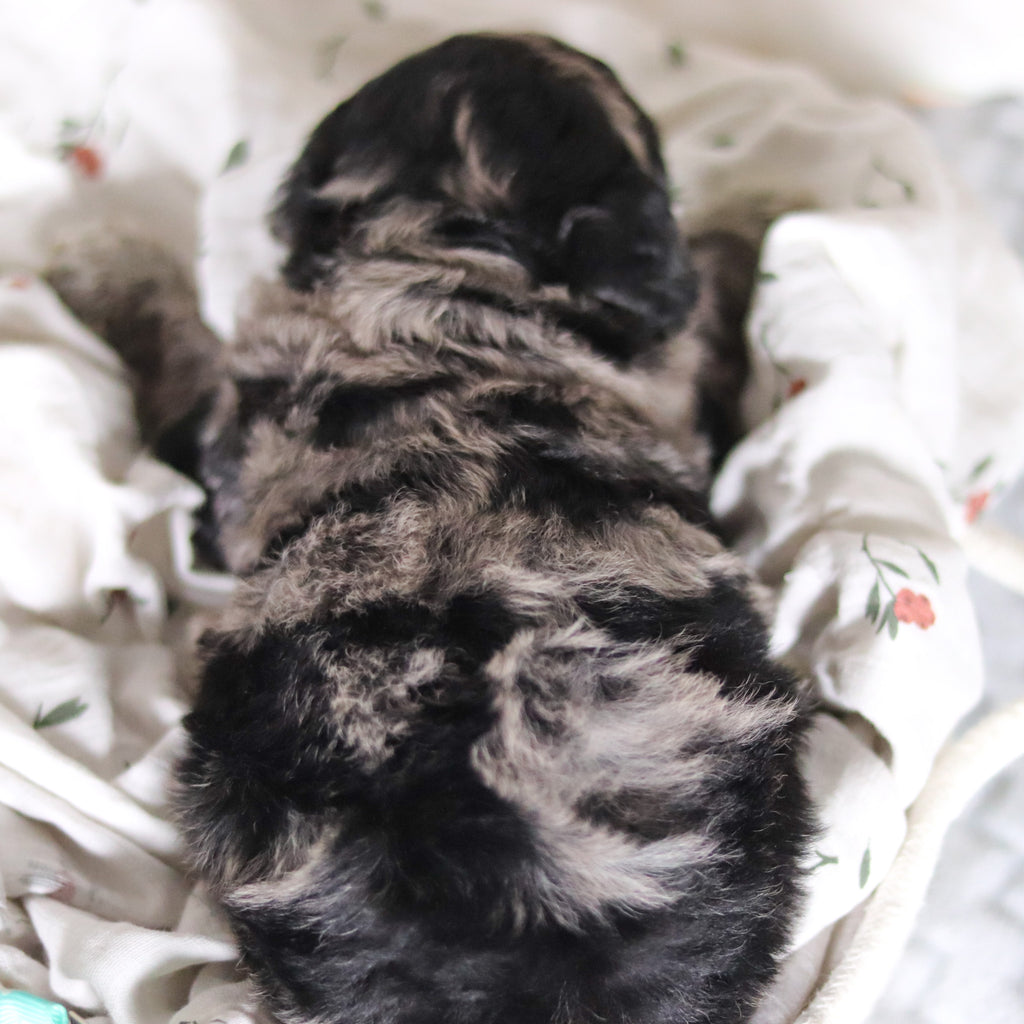 Lennox - Available 4/2