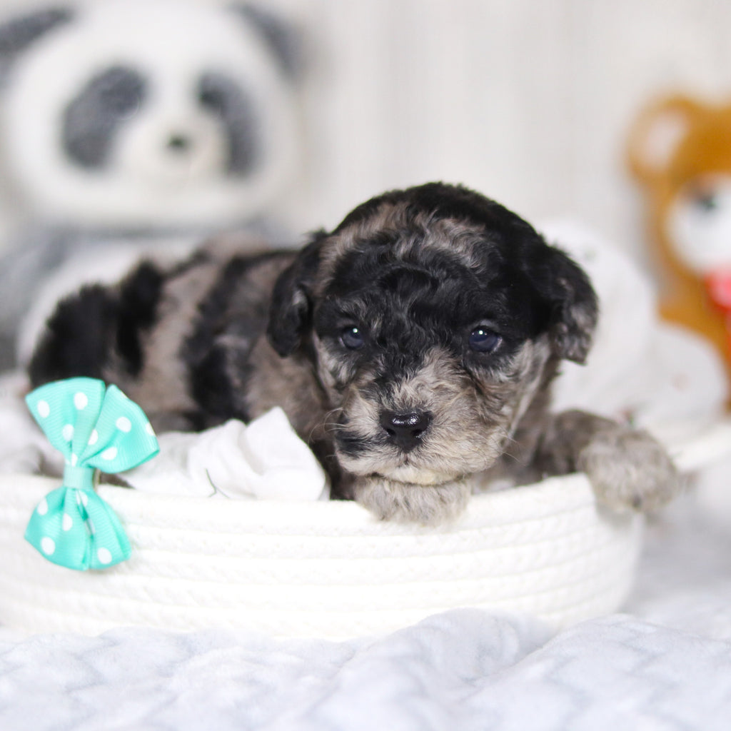 Lennox - Available 4/2