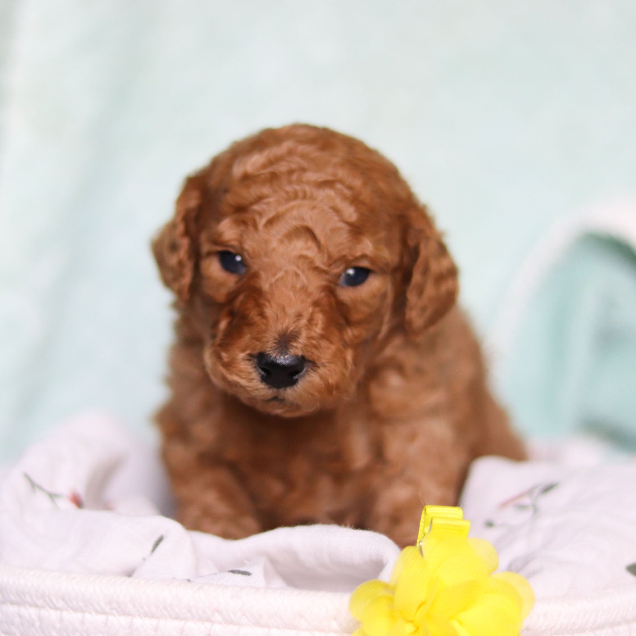 Happytail puppies puppy store mill