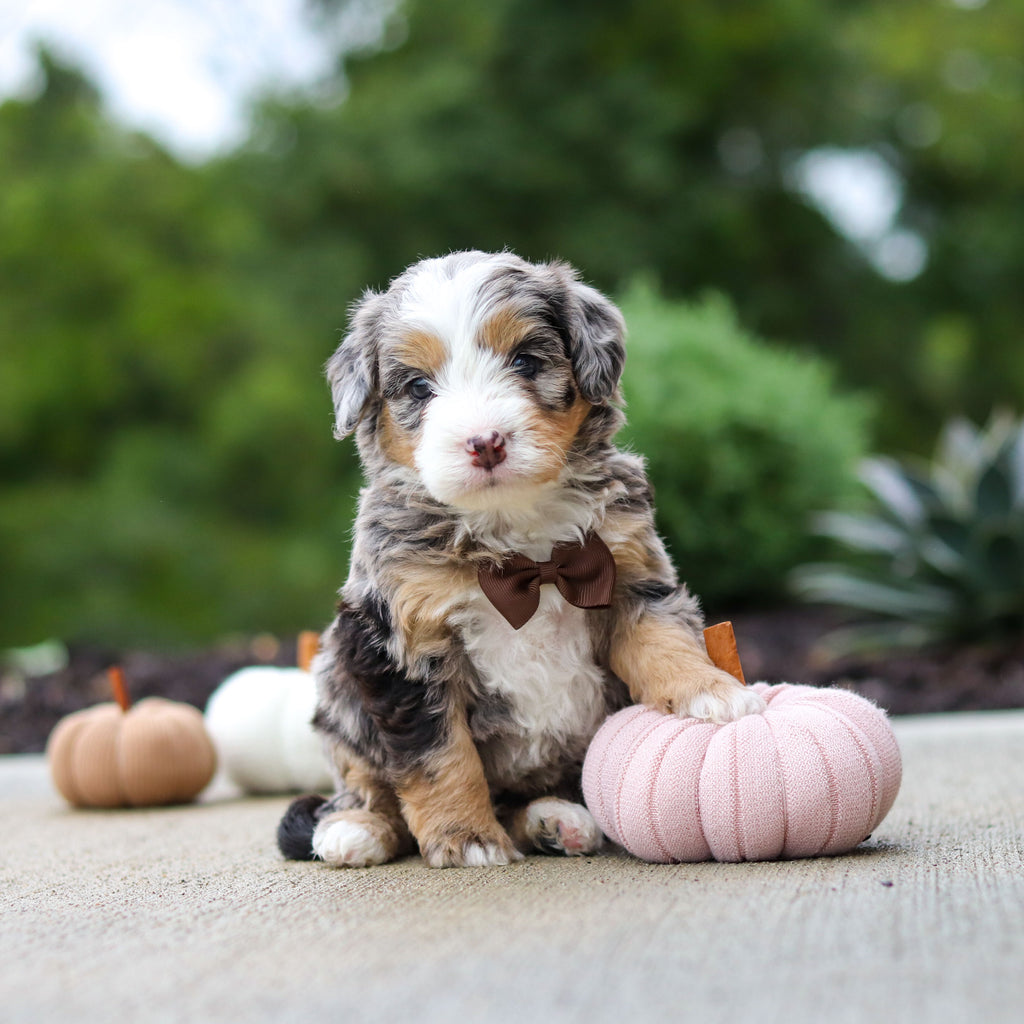 Odie - Available 10/22