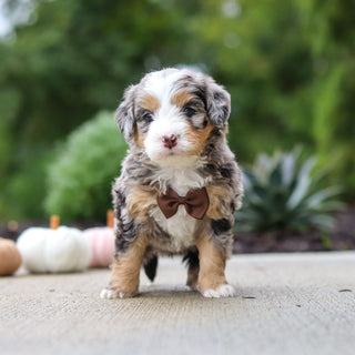 Odie - Available 10/22