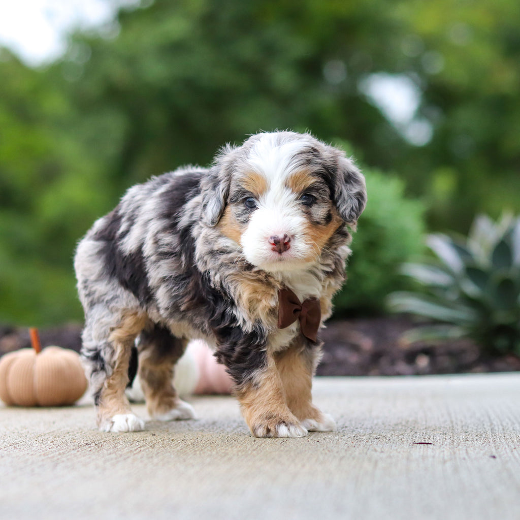 Odie - Available 10/22
