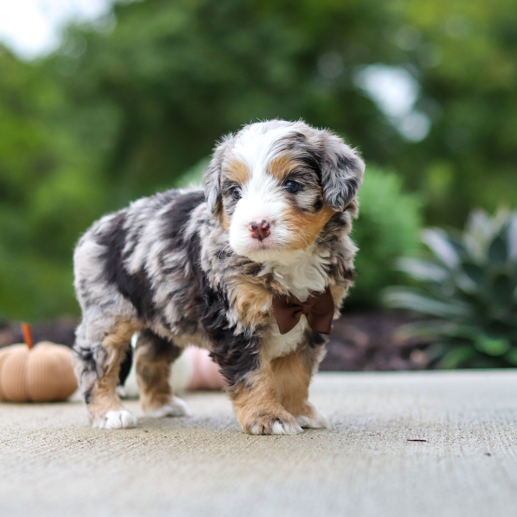 Odie - Available 10/22