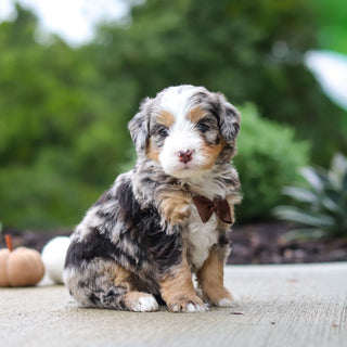 Odie - Available 10/22