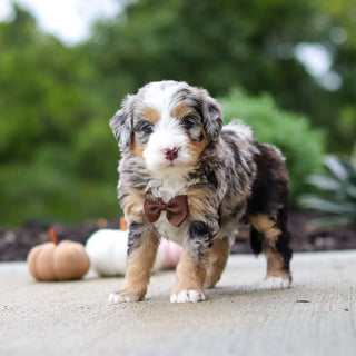 Odie - Available 10/22