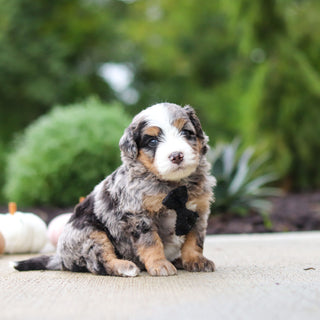 Oliver - Available 10/22