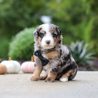 Oliver - Available 10/22