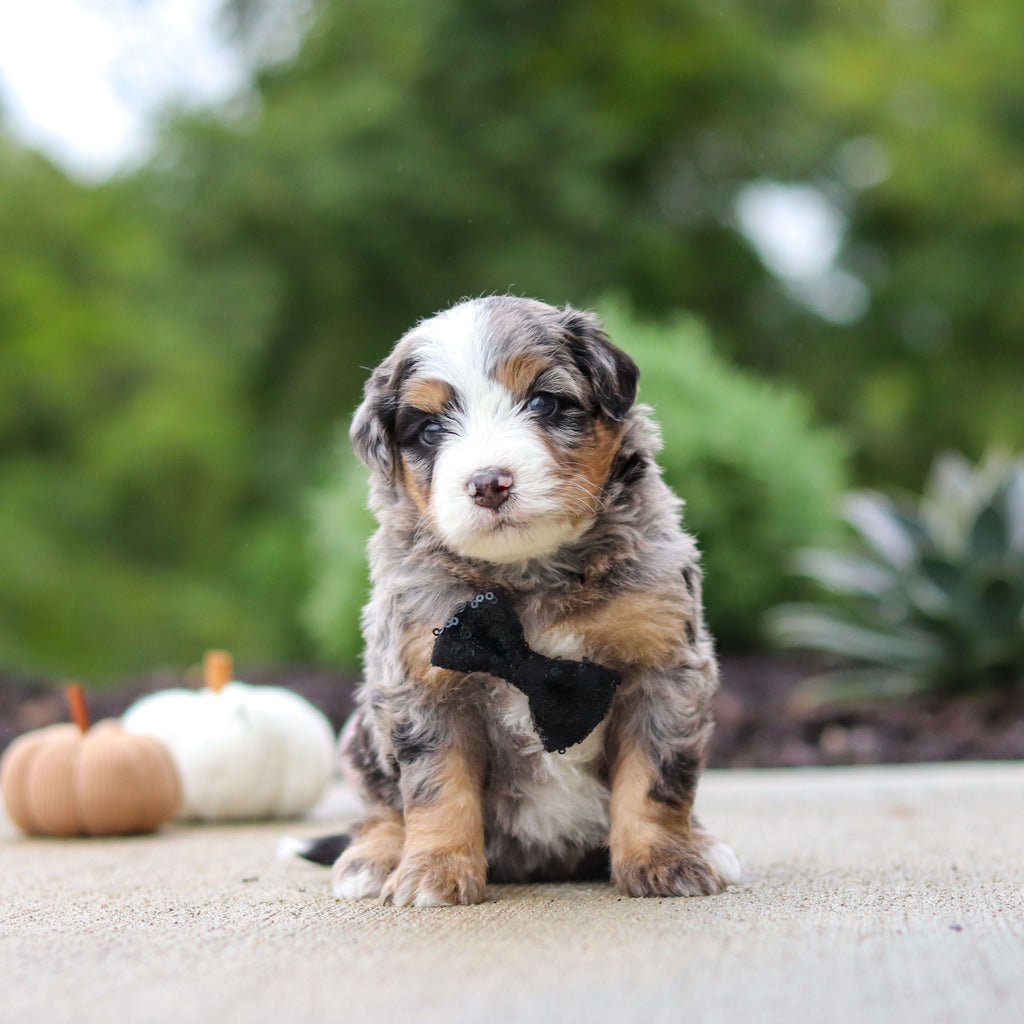 Oliver - Available 10/22