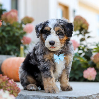 Oliver - Available 10/22