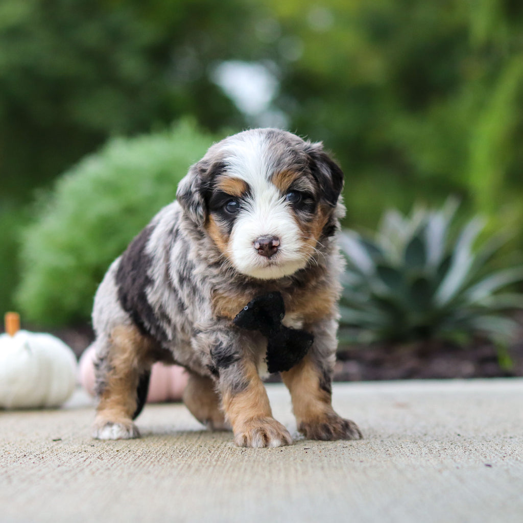 Oliver - Available 10/22