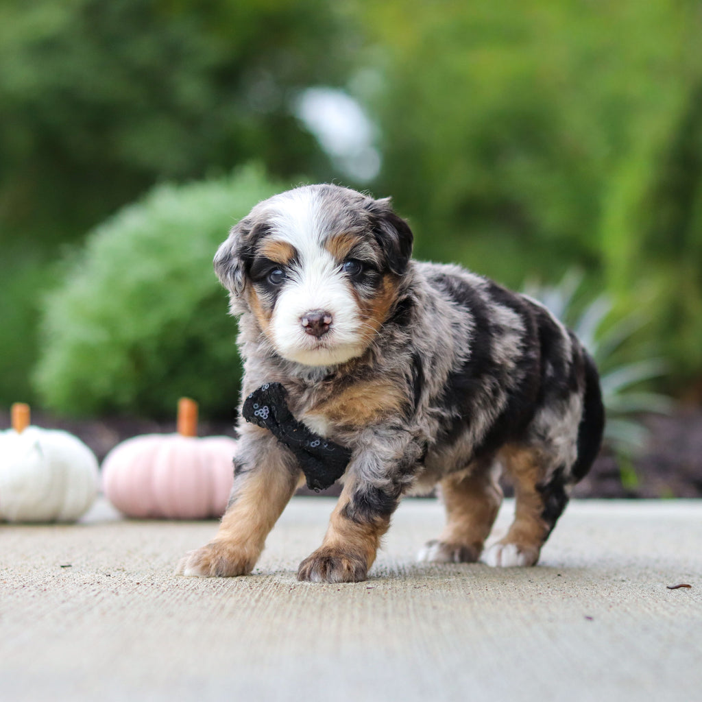 Oliver - Available 10/22