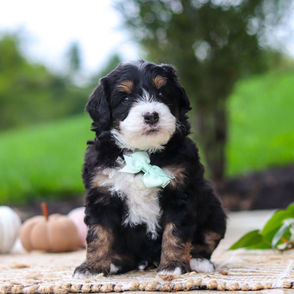 Oswald - Available 10/22