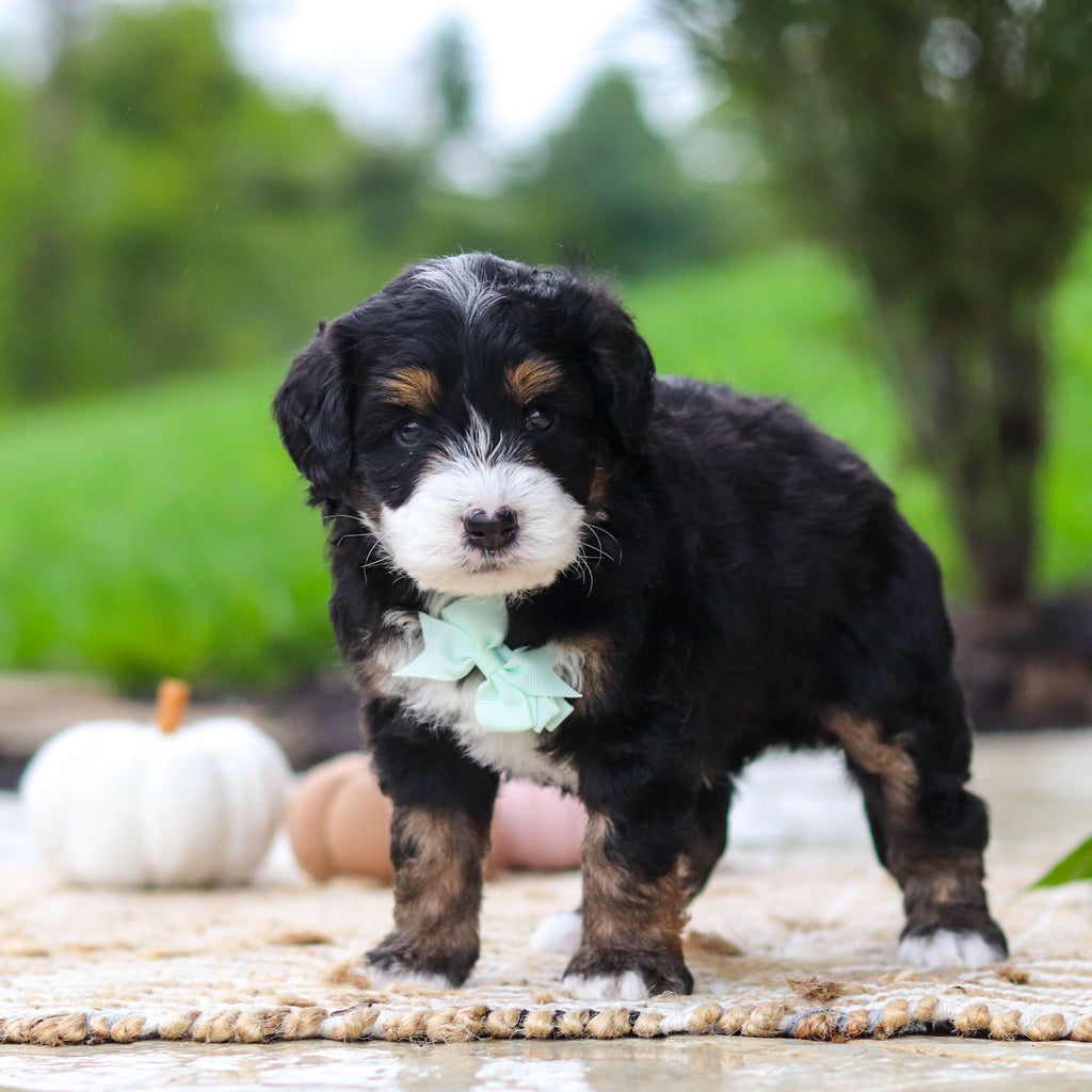 Oswald - Available 10/22