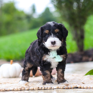 Oswald - Available 10/22