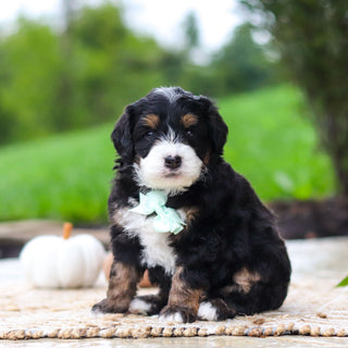 Oswald - Available 10/22