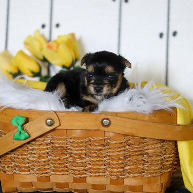 Bugs - Available 5/7