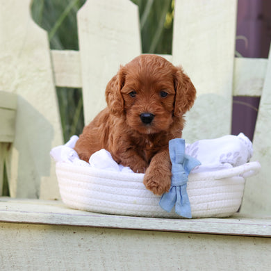 Hansel - Available 8/6