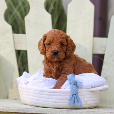 Hansel - Available 8/6