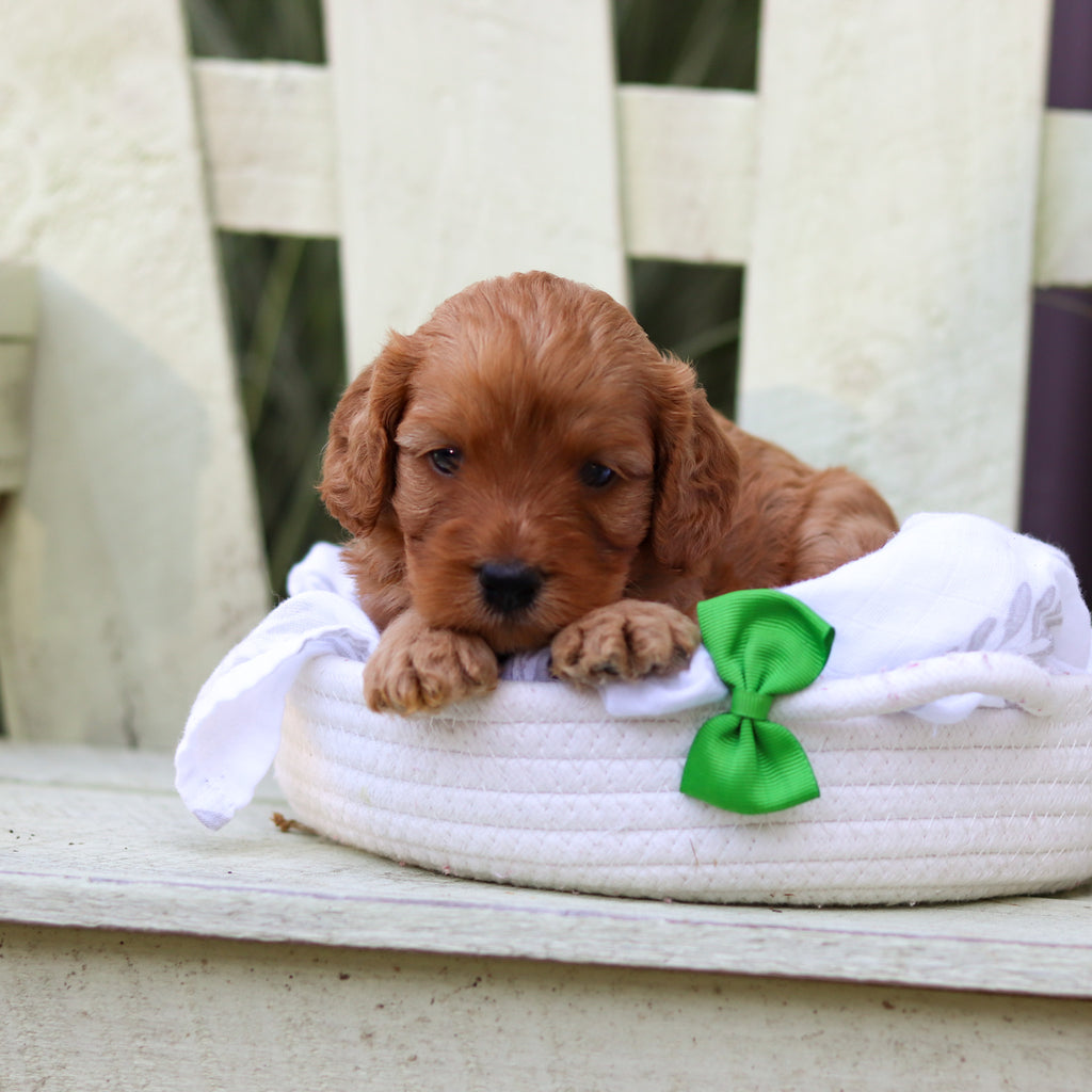Hudson - Available 8/6
