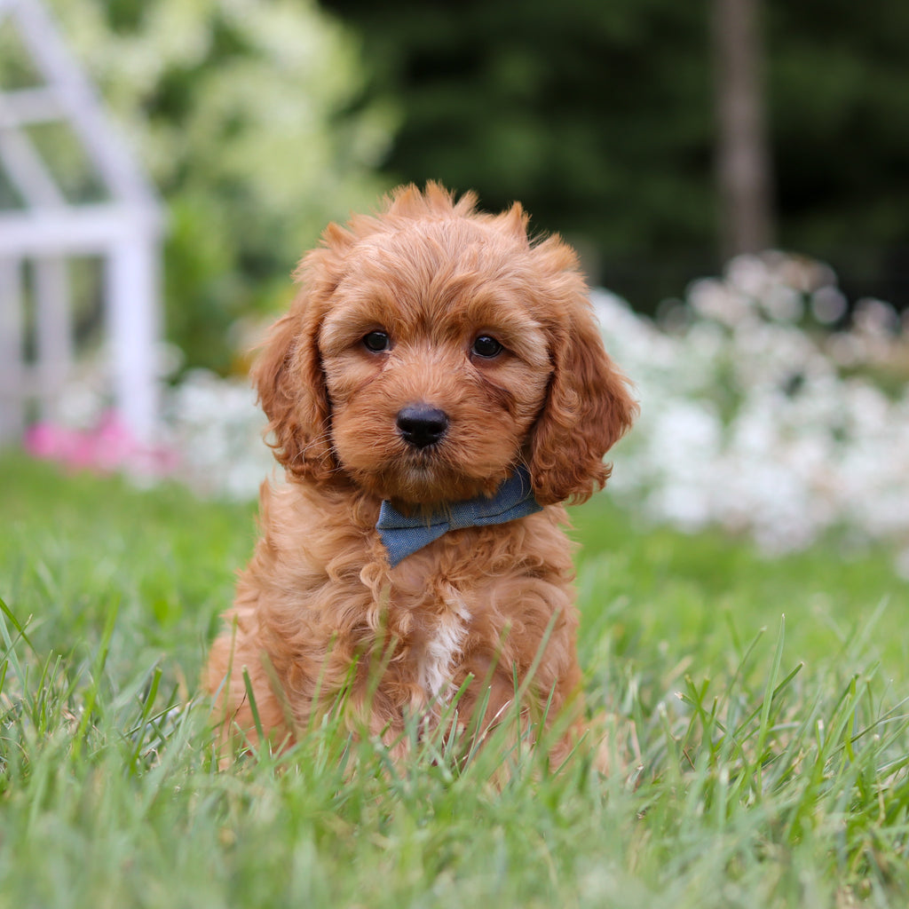 Hudson - Available 8/6