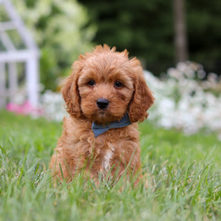 Hudson - Available 8/6