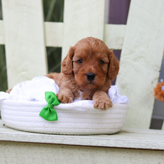 Hudson - Available 8/6