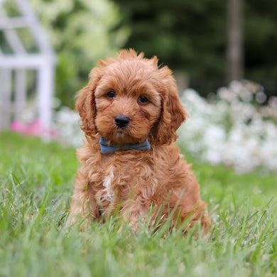 Hudson - Available 8/6