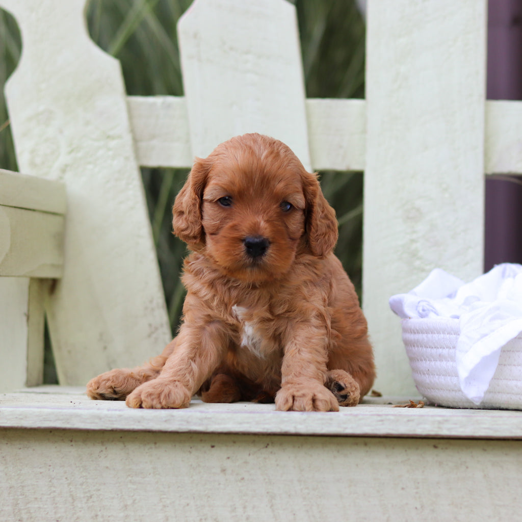 Hudson - Available 8/6